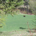 Black Bear in Field
