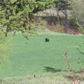 Black Bear in Field