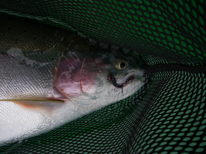 Took the Ridgeback off the marl below my boat, intermediate line stripped in and laying in boat, rod at rest..line starts peelin