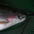 Took the Ridgeback off the marl below my boat, intermediate line stripped in and laying in boat, rod at rest..line starts peelin