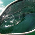 Greenback Hiding, Big Moby nets make a good fish look small..Ha Ha.....a "BIG" thanks Don Chatwin of Moby Nets, it cam