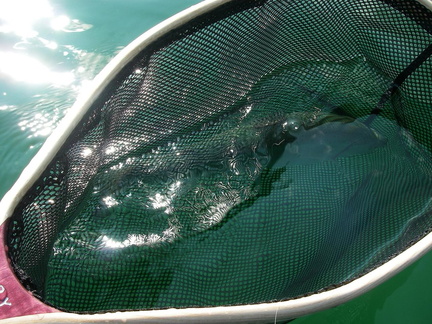 Greenback Hiding, Big Moby nets make a good fish look small..Ha Ha.....a &quot;BIG&quot; thanks Don Chatwin of Moby Nets, it cam