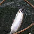 22" in my net. The fish didn't really run like I thought they would mostly pounding action at the boat. Repeatedly.
Unless
