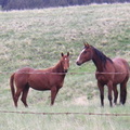 Horses on the ranch