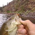 Bass caught with the JohnK special pumpkin seed ;)