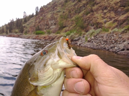 Bass caught with the JohnK special pumpkin seed ;)