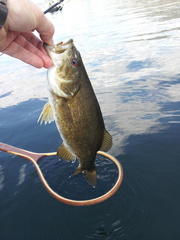 Best bass of the trip for me