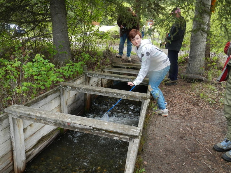 Piper helping the spawners head downstream.jpg