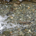 Rainbow in spawning channel at Sheridan Fish-In 2013 .jpg