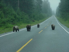 4 Grizzlies in Alaska (not my pic)