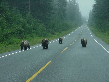 4 Grizzlies in Alaska (not my pic)