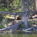 Grizzly just north of 100 Mile House eating his kill