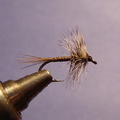 Quill Fly