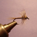 Quill Fly 2