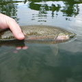 Rainbow just before release
