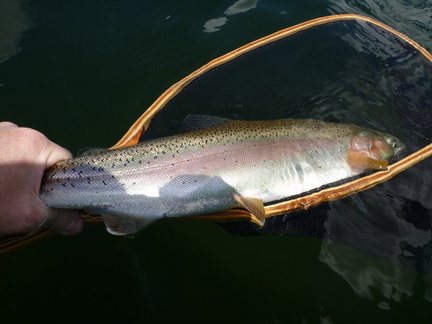 Nice colours in this beautiful bow
