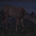 A deer that showed up to visit camp one night.  Quite friendly