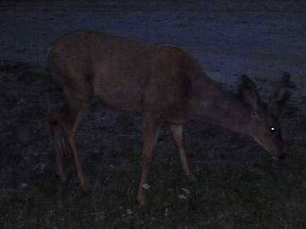 A deer that showed up to visit camp one night.  Quite friendly