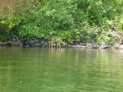 Cool deer that was feeding at the edge of the lake and kicking up a racket
