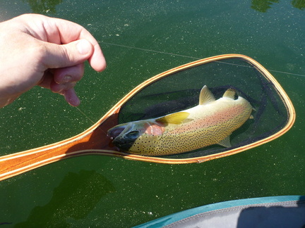 beautiful colours in this bow