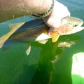 Fish just before release