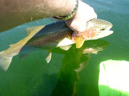 Fish just before release