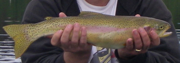 example of an egg-bound fish caught on a lake were there seemed to be a lot of egg bound fish.
