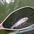 One of the fish that graced our net