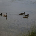 Mother Mallard duck and her ducklings.  Mom was pretty protective and aggressive towards the dogs