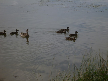 Mother Mallard duck and her ducklings.  Mom was pretty protective and aggressive towards the dogs