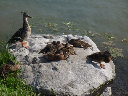 Mother duck was trusting enough to let me sit with her and the ducklings