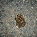 What trip to Leighton would not be complete without a photo of a frog