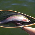 View of a good fish caught on size 14 Chromie.