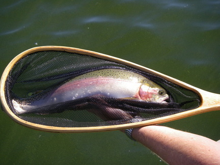 View of a good fish caught on size 14 Chromie.