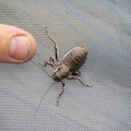 Large cricket which I was debating about bringing home and keeping as a pet.
