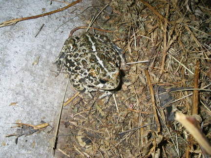 A rather large toad we spied while doing a wander around camp at about 10:30 at night.