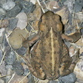 Another slightly darker toad found in a different area of camp.