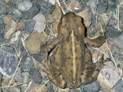 Another slightly darker toad found in a different area of camp.