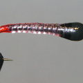 Larva lace on black wrapped hook chronomid (Red butt and red rib)