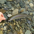 One of a few small rainbows which were enticed to take a small micro leech.