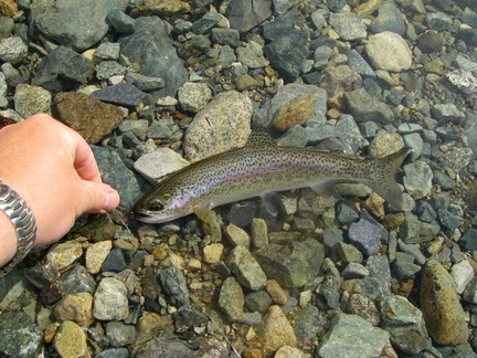 One of a few small rainbows which were enticed to take a small micro leech.