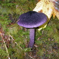Wild purple mushroom found in the forest