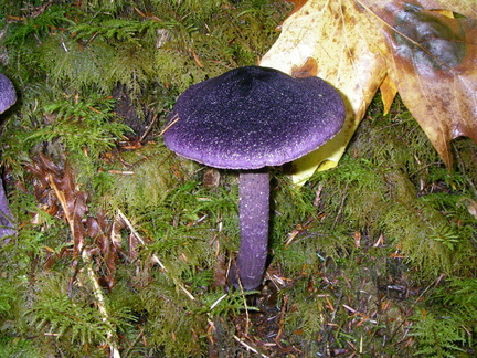 Wild purple mushroom found in the forest