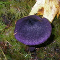 Top view of purple mushroom