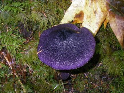 Top view of purple mushroom