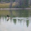 Photo of your token Loon, which the girls loved til they stole their fish.