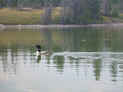 Photo of your token Loon, which the girls loved til they stole their fish.
