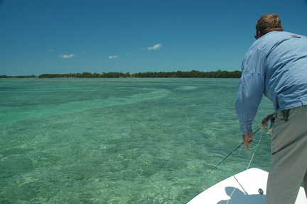 Tarpon Chasing the Fly
Florida Keys