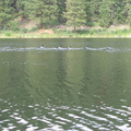 Some sort of Loon family reunion. 9 birds and not one bothered us.