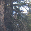 Young Great Horned Owl 